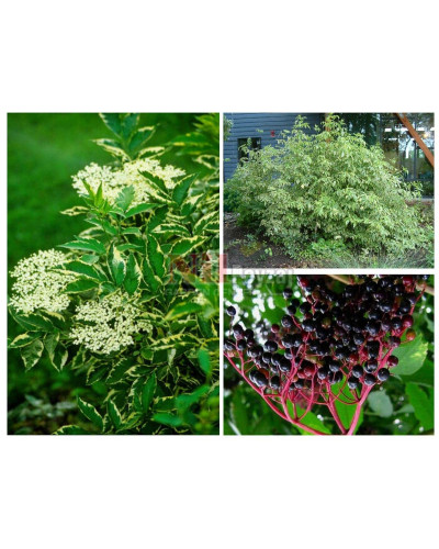 Бузина чорна Варієгата | Sambucus nigra Variegata | Бузина черная Вариегата