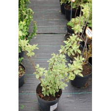Бузина чорна Варієгата | Sambucus nigra Variegata | Бузина черная Вариегата