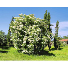 Бузина чорна Варієгата | Sambucus nigra Variegata | Бузина черная Вариегата