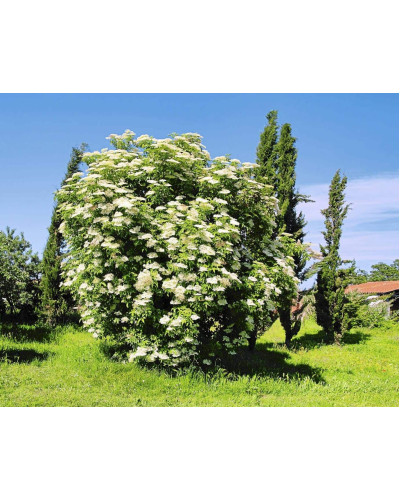Бузина чорна Варієгата | Sambucus nigra Variegata | Бузина черная Вариегата