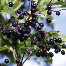 Бузина чорна Варієгата | Sambucus nigra Variegata | Бузина черная Вариегата