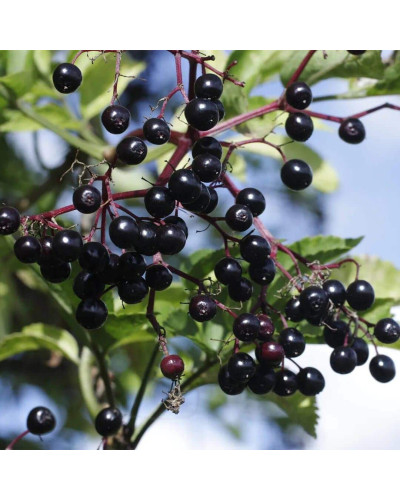 Бузина чорна Варієгата | Sambucus nigra Variegata | Бузина черная Вариегата