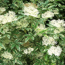 Бузина чорна Варієгата | Sambucus nigra Variegata | Бузина черная Вариегата