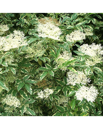 Бузина чорна Варієгата | Sambucus nigra Variegata | Бузина черная Вариегата