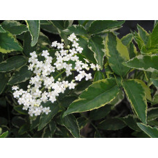 Бузина чорна Варієгата | Sambucus nigra Variegata | Бузина черная Вариегата