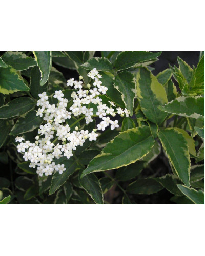 Бузина чорна Варієгата | Sambucus nigra Variegata | Бузина черная Вариегата