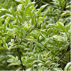 Бузина чорна Варієгата | Sambucus nigra Variegata | Бузина черная Вариегата
