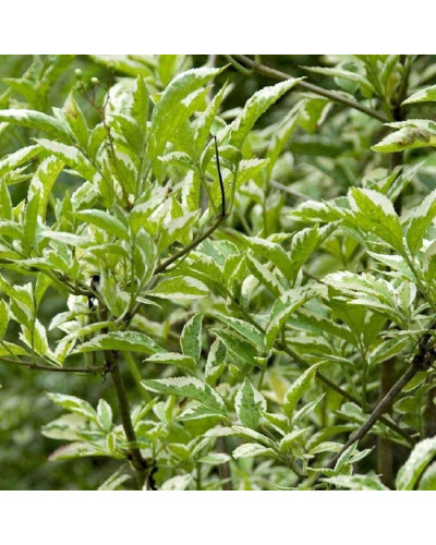 Бузина чорна Варієгата | Sambucus nigra Variegata | Бузина черная Вариегата