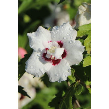 Гібіскус сирійський Спеціозус / Гібіскус Спеціозус | Hibiscus syriacus Speciosus | Гибискус сирийский Специозус / Гибискус Специозус