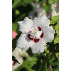 Гібіскус сирійський Спеціозус / Гібіскус Спеціозус | Hibiscus syriacus Speciosus | Гибискус сирийский Специозус / Гибискус Специозус