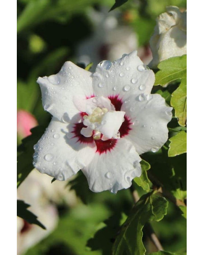 Гібіскус сирійський Спеціозус / Гібіскус Спеціозус | Hibiscus syriacus Speciosus | Гибискус сирийский Специозус / Гибискус Специозус