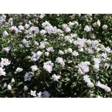 Гібіскус сирійський Спеціозус / Гібіскус Спеціозус | Hibiscus syriacus Speciosus | Гибискус сирийский Специозус / Гибискус Специозус