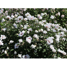 Гібіскус сирійський Спеціозус / Гібіскус Спеціозус | Hibiscus syriacus Speciosus | Гибискус сирийский Специозус / Гибискус Специозус
