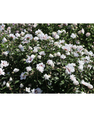 Гібіскус сирійський Спеціозус / Гібіскус Спеціозус | Hibiscus syriacus Speciosus | Гибискус сирийский Специозус / Гибискус Специозус