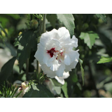 Гібіскус сирійський Спеціозус / Гібіскус Спеціозус | Hibiscus syriacus Speciosus | Гибискус сирийский Специозус / Гибискус Специозус