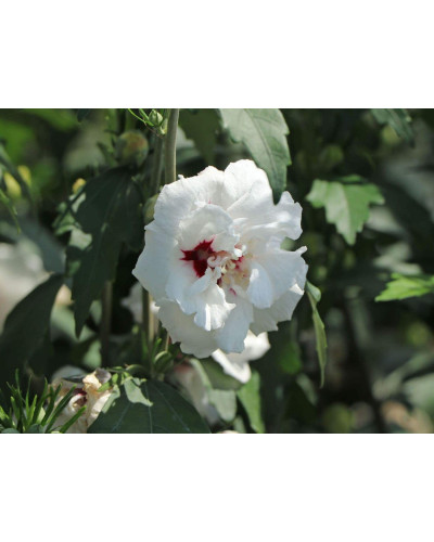 Гібіскус сирійський Спеціозус / Гібіскус Спеціозус | Hibiscus syriacus Speciosus | Гибискус сирийский Специозус / Гибискус Специозус