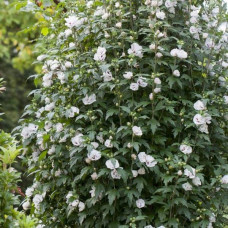 Гібіскус сирійський Спеціозус / Гібіскус Спеціозус | Hibiscus syriacus Speciosus | Гибискус сирийский Специозус / Гибискус Специозус