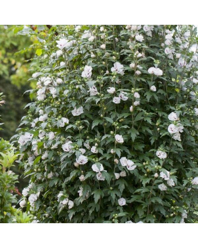 Гібіскус сирійський Спеціозус / Гібіскус Спеціозус | Hibiscus syriacus Speciosus | Гибискус сирийский Специозус / Гибискус Специозус