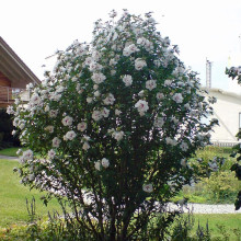 Гібіскус сирійський Спеціозус / Гібіскус Спеціозус | Hibiscus syriacus Speciosus | Гибискус сирийский Специозус / Гибискус Специозус