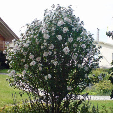 Гібіскус сирійський Спеціозус / Гібіскус Спеціозус | Hibiscus syriacus Speciosus | Гибискус сирийский Специозус / Гибискус Специозус