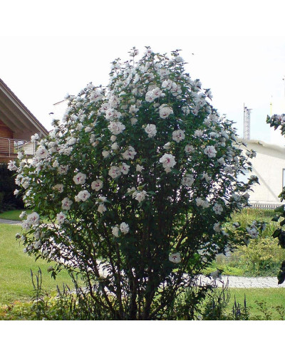 Гібіскус сирійський Спеціозус / Гібіскус Спеціозус | Hibiscus syriacus Speciosus | Гибискус сирийский Специозус / Гибискус Специозус