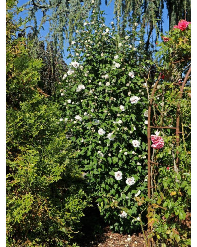 Гібіскус сирійський Спеціозус / Гібіскус Спеціозус | Hibiscus syriacus Speciosus | Гибискус сирийский Специозус / Гибискус Специозус