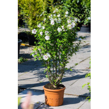 Гібіскус сирійський Спеціозус / Гібіскус Спеціозус | Hibiscus syriacus Speciosus | Гибискус сирийский Специозус / Гибискус Специозус