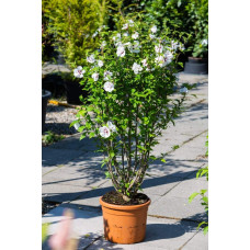 Гібіскус сирійський Спеціозус / Гібіскус Спеціозус | Hibiscus syriacus Speciosus | Гибискус сирийский Специозус / Гибискус Специозус