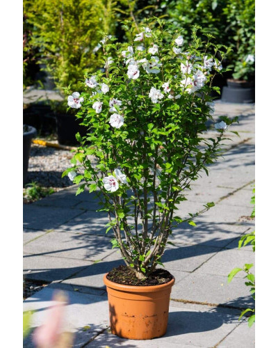 Гібіскус сирійський Спеціозус / Гібіскус Спеціозус | Hibiscus syriacus Speciosus | Гибискус сирийский Специозус / Гибискус Специозус