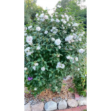 Гібіскус сирійський Спеціозус / Гібіскус Спеціозус | Hibiscus syriacus Speciosus | Гибискус сирийский Специозус / Гибискус Специозус