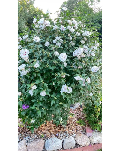 Гібіскус сирійський Спеціозус / Гібіскус Спеціозус | Hibiscus syriacus Speciosus | Гибискус сирийский Специозус / Гибискус Специозус