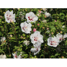 Гібіскус сирійський Спеціозус / Гібіскус Спеціозус | Hibiscus syriacus Speciosus | Гибискус сирийский Специозус / Гибискус Специозус
