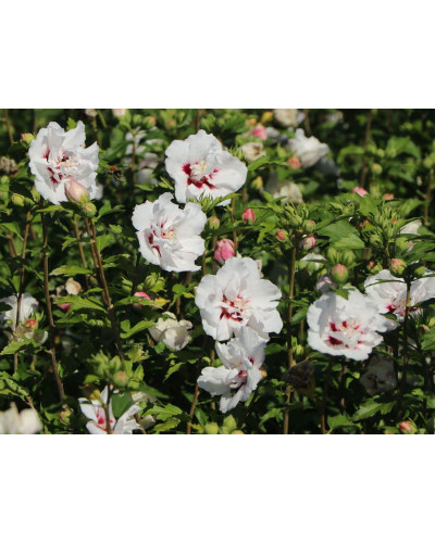 Гібіскус сирійський Спеціозус / Гібіскус Спеціозус | Hibiscus syriacus Speciosus | Гибискус сирийский Специозус / Гибискус Специозус