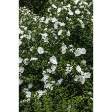 Гібіскус сирійській Вайт Шифон / Гібіскус Вайт Шифон | Hibiscus syriacus White Chiffon | Гибискус сирийский Вайт Шифон / Гибискус Вайт Шифон
