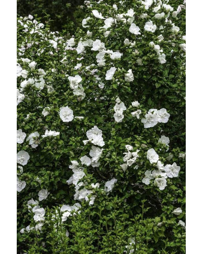 Гібіскус сирійській Вайт Шифон / Гібіскус Вайт Шифон | Hibiscus syriacus White Chiffon | Гибискус сирийский Вайт Шифон / Гибискус Вайт Шифон