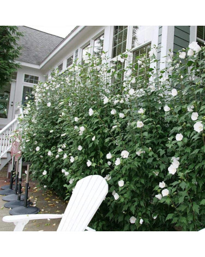 Гібіскус сирійській Вайт Шифон / Гібіскус Вайт Шифон | Hibiscus syriacus White Chiffon | Гибискус сирийский Вайт Шифон / Гибискус Вайт Шифон