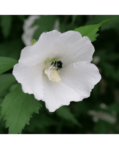 Гібіскус сирійській Вайт Шифон / Гібіскус Вайт Шифон | Hibiscus syriacus White Chiffon | Гибискус сирийский Вайт Шифон / Гибискус Вайт Шифон