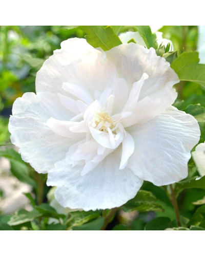Гібіскус сирійській Вайт Шифон / Гібіскус Вайт Шифон | Hibiscus syriacus White Chiffon | Гибискус сирийский Вайт Шифон / Гибискус Вайт Шифон