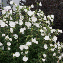 Гібіскус сирійській Вайт Шифон / Гібіскус Вайт Шифон | Hibiscus syriacus White Chiffon | Гибискус сирийский Вайт Шифон / Гибискус Вайт Шифон