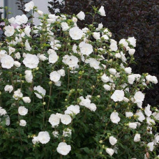Гібіскус сирійській Вайт Шифон / Гібіскус Вайт Шифон | Hibiscus syriacus White Chiffon | Гибискус сирийский Вайт Шифон / Гибискус Вайт Шифон