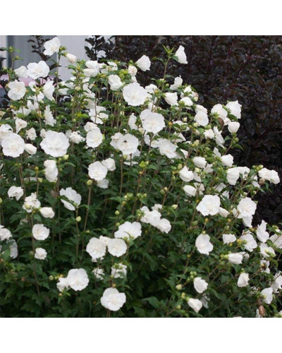 Гібіскус сирійській Вайт Шифон / Гібіскус Вайт Шифон | Hibiscus syriacus White Chiffon | Гибискус сирийский Вайт Шифон / Гибискус Вайт Шифон