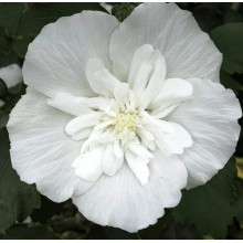 Гібіскус сирійській Вайт Шифон / Гібіскус Вайт Шифон | Hibiscus syriacus White Chiffon | Гибискус сирийский Вайт Шифон / Гибискус Вайт Шифон
