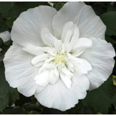 Гібіскус сирійській Вайт Шифон / Гібіскус Вайт Шифон | Hibiscus syriacus White Chiffon | Гибискус сирийский Вайт Шифон / Гибискус Вайт Шифон