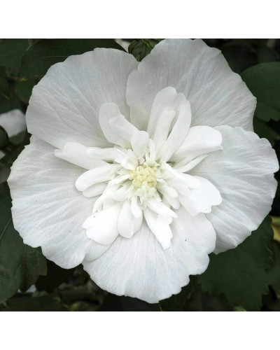 Гібіскус сирійській Вайт Шифон / Гібіскус Вайт Шифон | Hibiscus syriacus White Chiffon | Гибискус сирийский Вайт Шифон / Гибискус Вайт Шифон