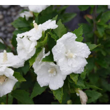 Гібіскус сирійській Вайт Шифон / Гібіскус Вайт Шифон | Hibiscus syriacus White Chiffon | Гибискус сирийский Вайт Шифон / Гибискус Вайт Шифон