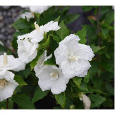 Гібіскус сирійській Вайт Шифон / Гібіскус Вайт Шифон | Hibiscus syriacus White Chiffon | Гибискус сирийский Вайт Шифон / Гибискус Вайт Шифон