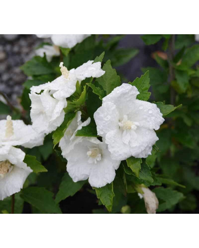 Гібіскус сирійській Вайт Шифон / Гібіскус Вайт Шифон | Hibiscus syriacus White Chiffon | Гибискус сирийский Вайт Шифон / Гибискус Вайт Шифон