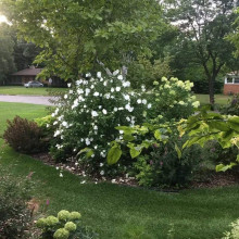 Гібіскус сирійській Вайт Шифон / Гібіскус Вайт Шифон | Hibiscus syriacus White Chiffon | Гибискус сирийский Вайт Шифон / Гибискус Вайт Шифон