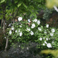 Гібіскус сирійській Вайт Шифон / Гібіскус Вайт Шифон | Hibiscus syriacus White Chiffon | Гибискус сирийский Вайт Шифон / Гибискус Вайт Шифон
