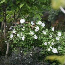 Гібіскус сирійській Вайт Шифон / Гібіскус Вайт Шифон | Hibiscus syriacus White Chiffon | Гибискус сирийский Вайт Шифон / Гибискус Вайт Шифон